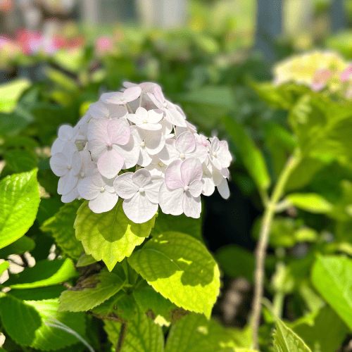 Hortensia